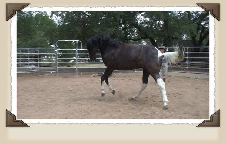 natural horsemanship confidence at liberty